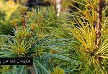 ostrzenie okulizaka