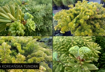 wiśnia jabłoń grusza