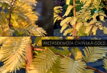krzewy owocowe do ogrodu