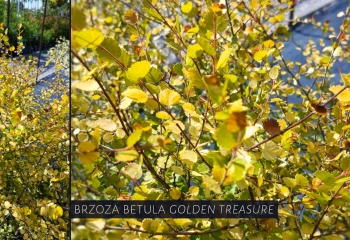 wiosenne porządki w ogrodzie