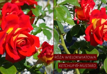 kwiaty do ogrodu zamość