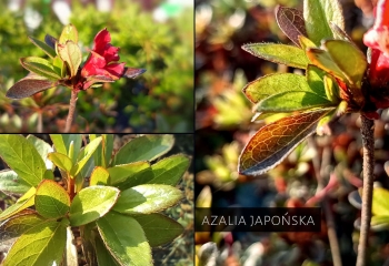 azalia, rododendron