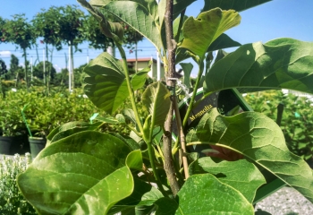 szkółka-roślin-zamość-magnolia