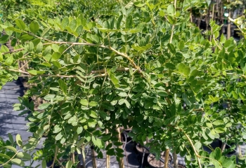 ranczo-pniowek-robinia-akacjowa-frisia