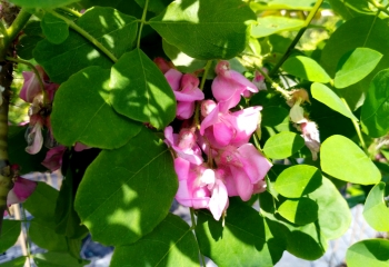 szkółka-roślin-zamość-robinia