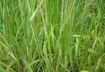 rośliny-ogrodowe-zamość-pniówek