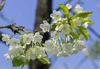 krzewy-owocowe-zamość-ranczo-pniówek